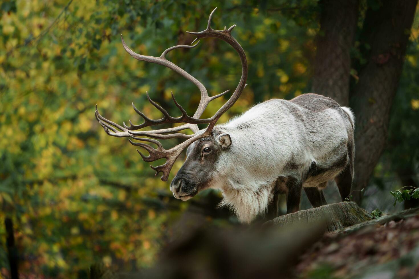 porträtt av ren i Zoo foto