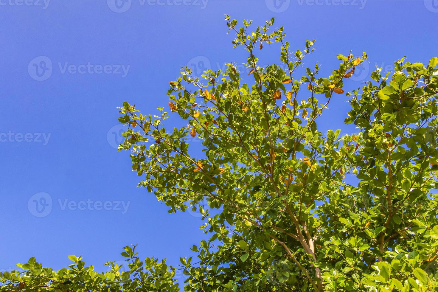 kronan av tropiskt träd med blå himmel i mexico djungeln. foto