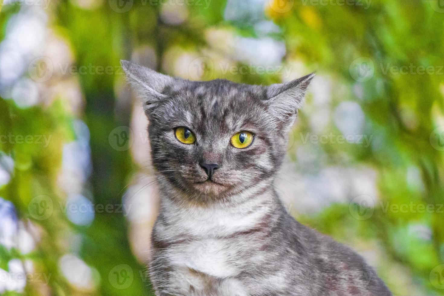 vacker söt katt med gula ögon grön natur bakgrund minsk. foto