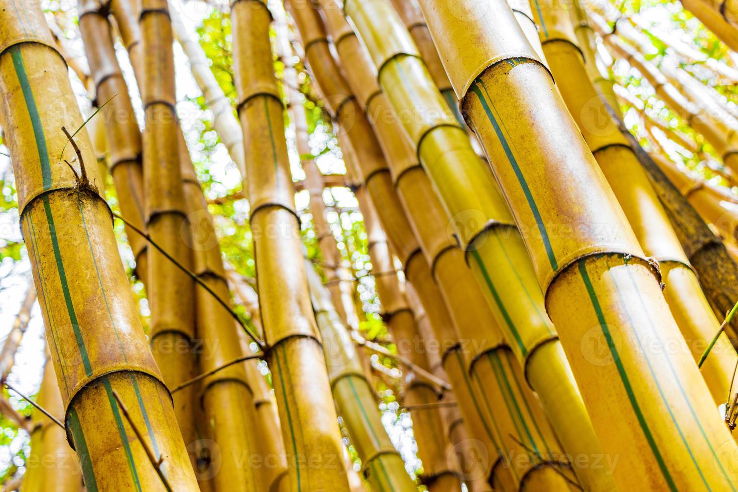 grön gul bambu träd tropisk skog san jose costa rica. foto