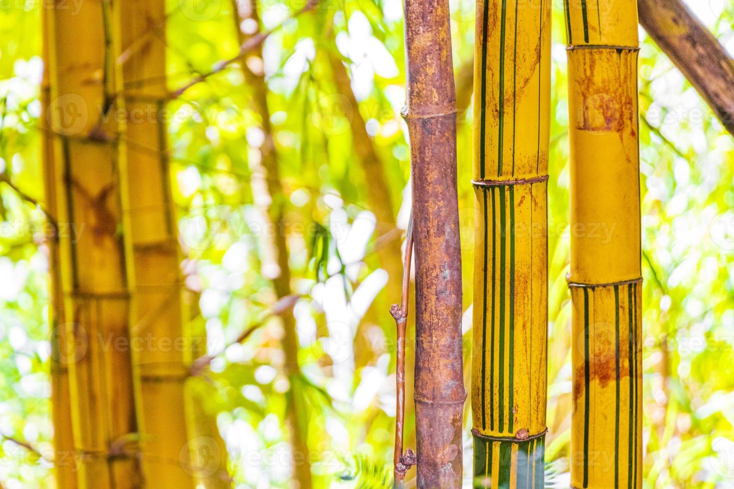 grön gul bambu träd tropisk skog san jose costa rica. foto