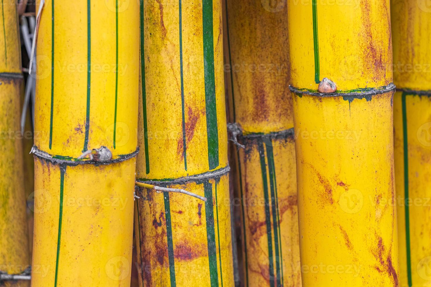 grön gul bambu träd tropisk skog san jose costa rica. foto
