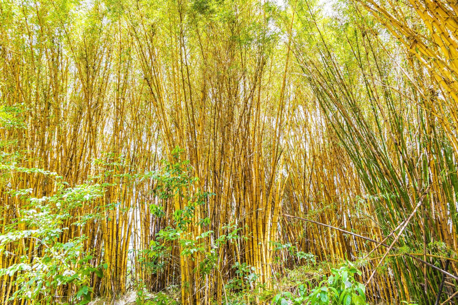 grön gul bambu träd tropisk skog san jose costa rica. foto