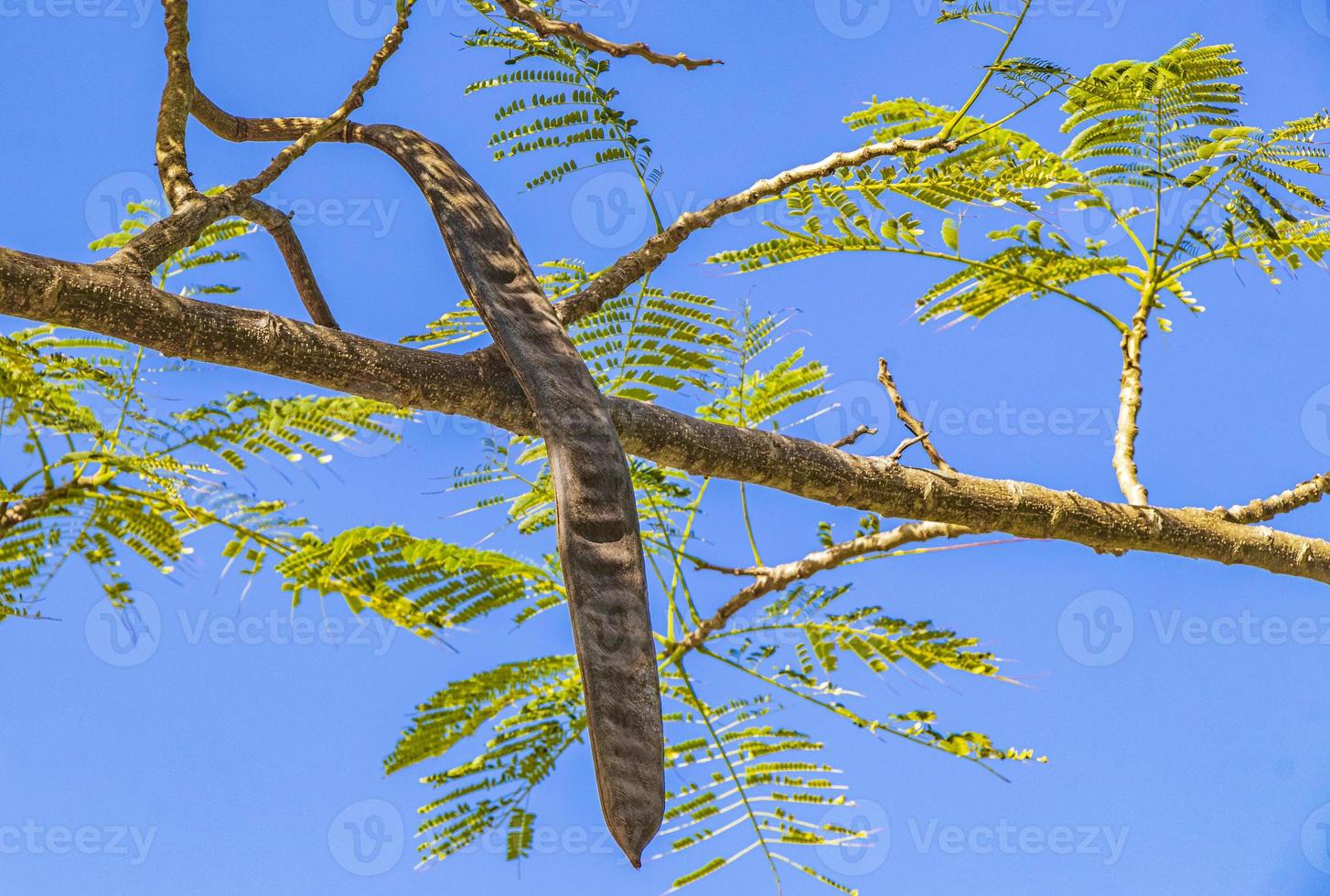 poinciana -träd med fröskalar och blå himmel i mexico. foto