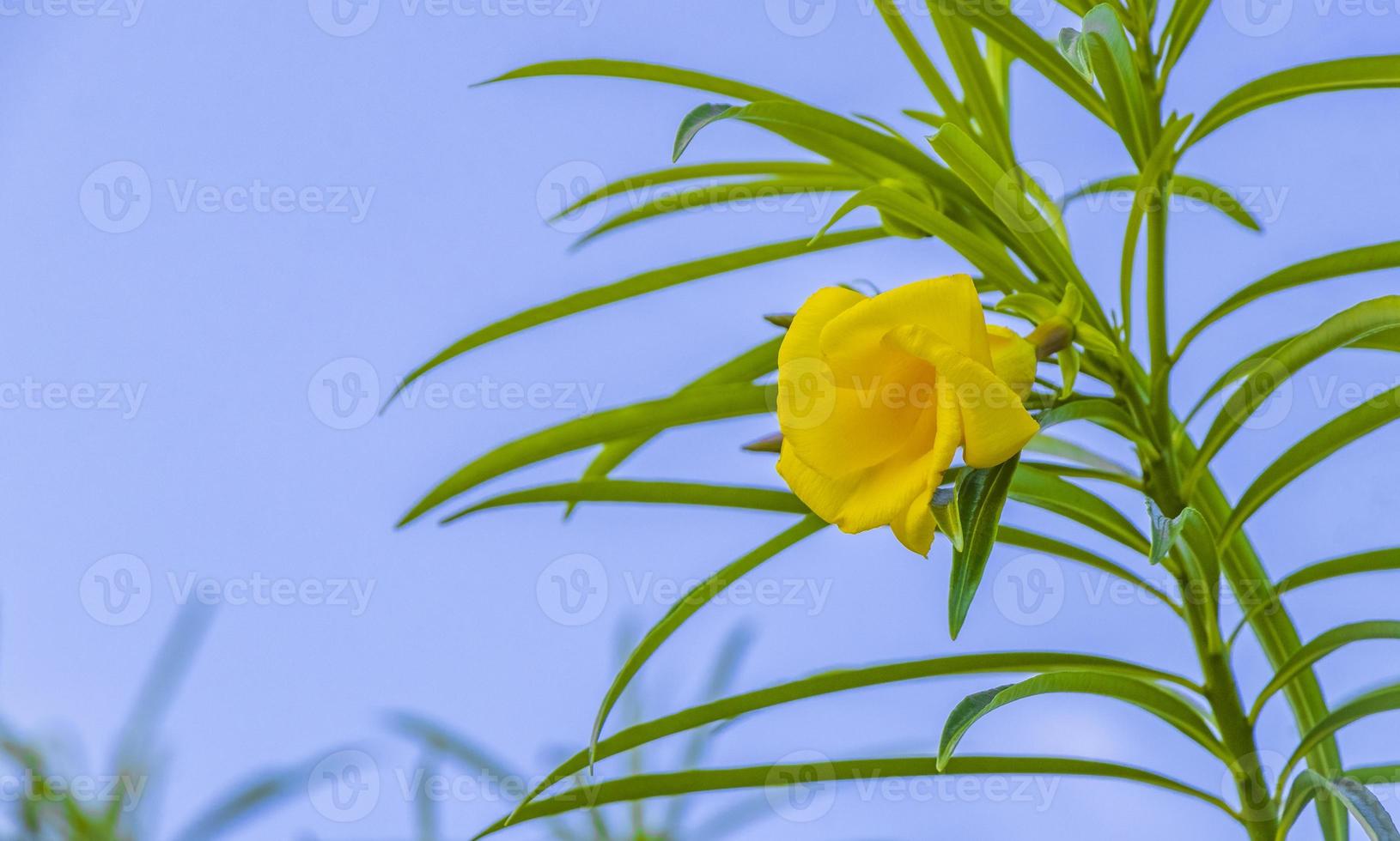 gul oleanderblomma på träd med blå himmel i mexico. foto