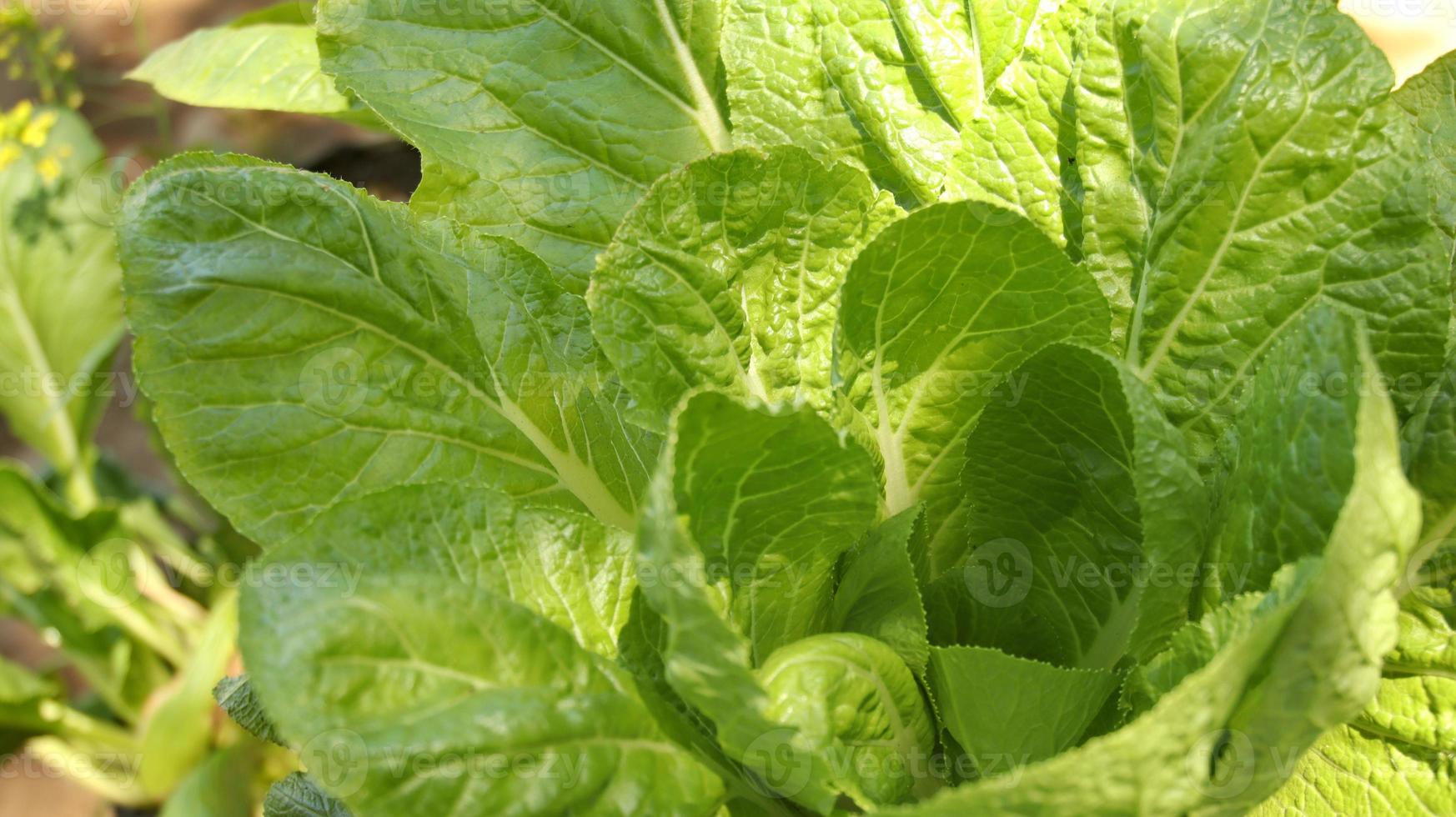 grön grönsak. vacker grön sallad i hydroponisk gård. foto