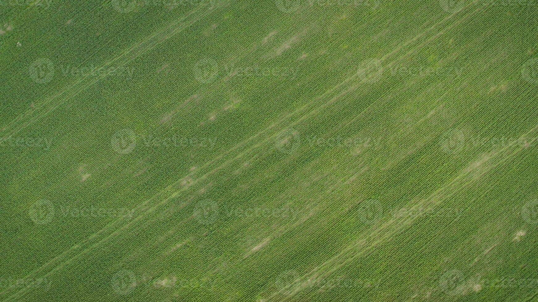 skön se av ändlös grön jordbruks fält på molnig vår dag. Drönare flygande över vete fält skörda gröda i de landsbygden. grön vete på en vete fält. foto