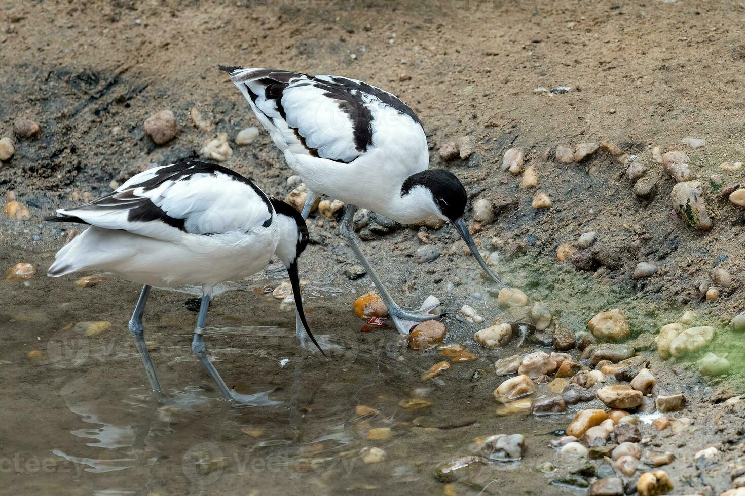 flock av pied avocets, svart och vit vadare fågel, recurvirostra avosetta foto