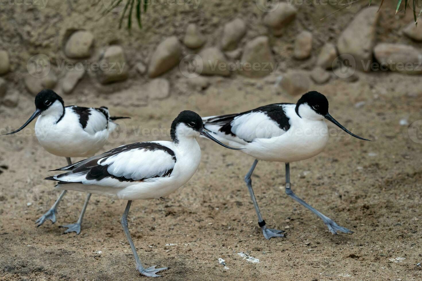 flock av pied avocets, svart och vit vadare fågel foto