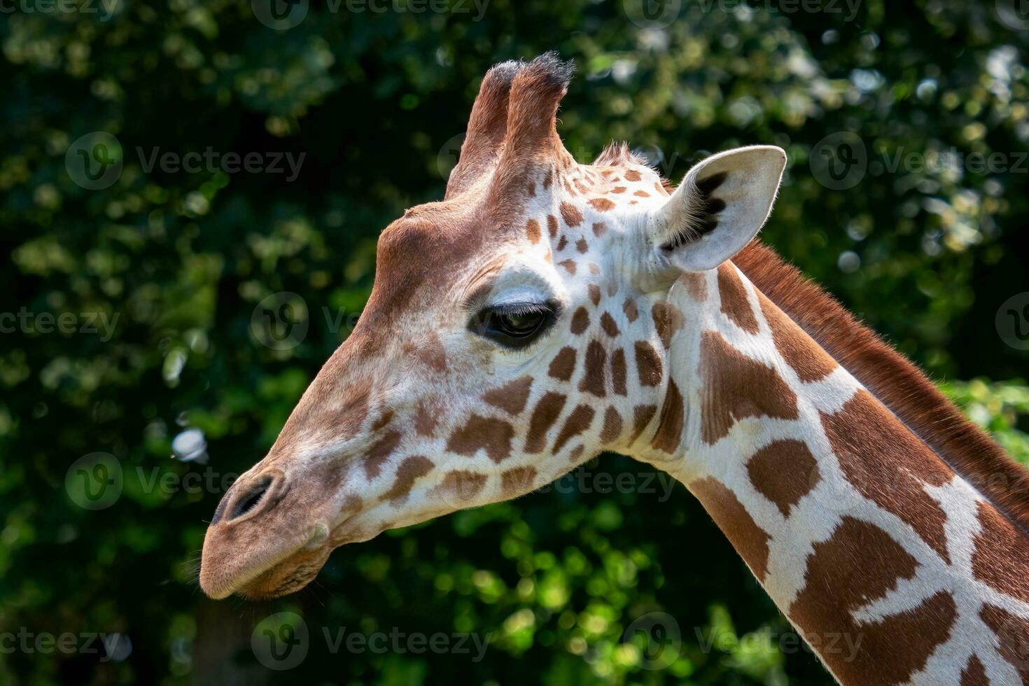 porträtt av retikulerade giraff, giraffa camelopardalis reticulata, också känd som de somalisk giraff. foto