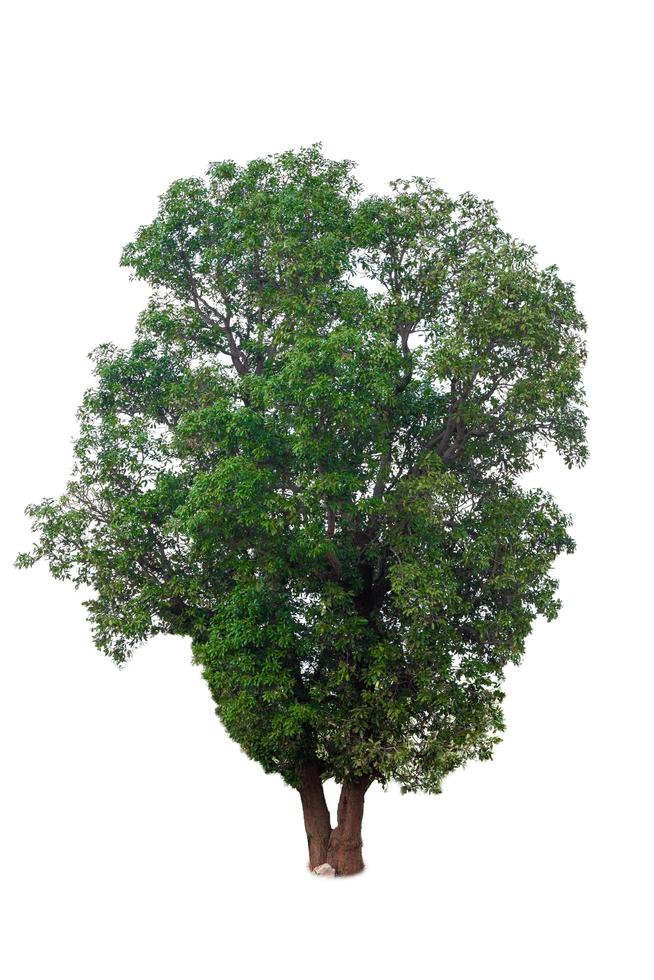 grönt träd isolerat på en vit bakgrund foto