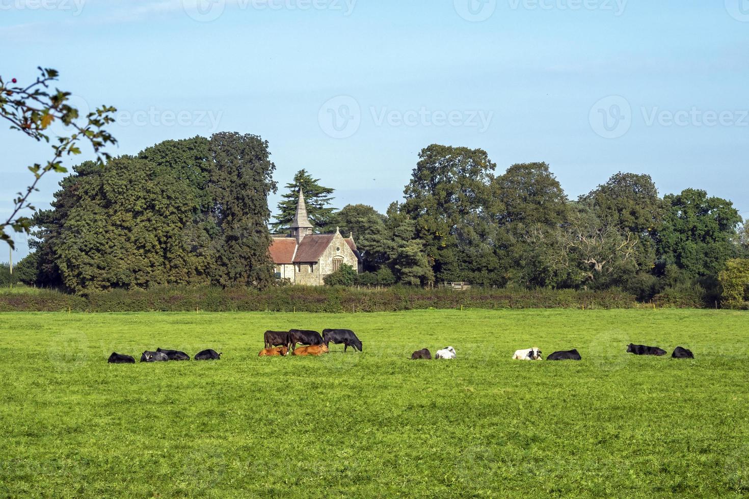 acaster malbis bykyrka bakom ett fält av kor, norra yorkshire, england foto
