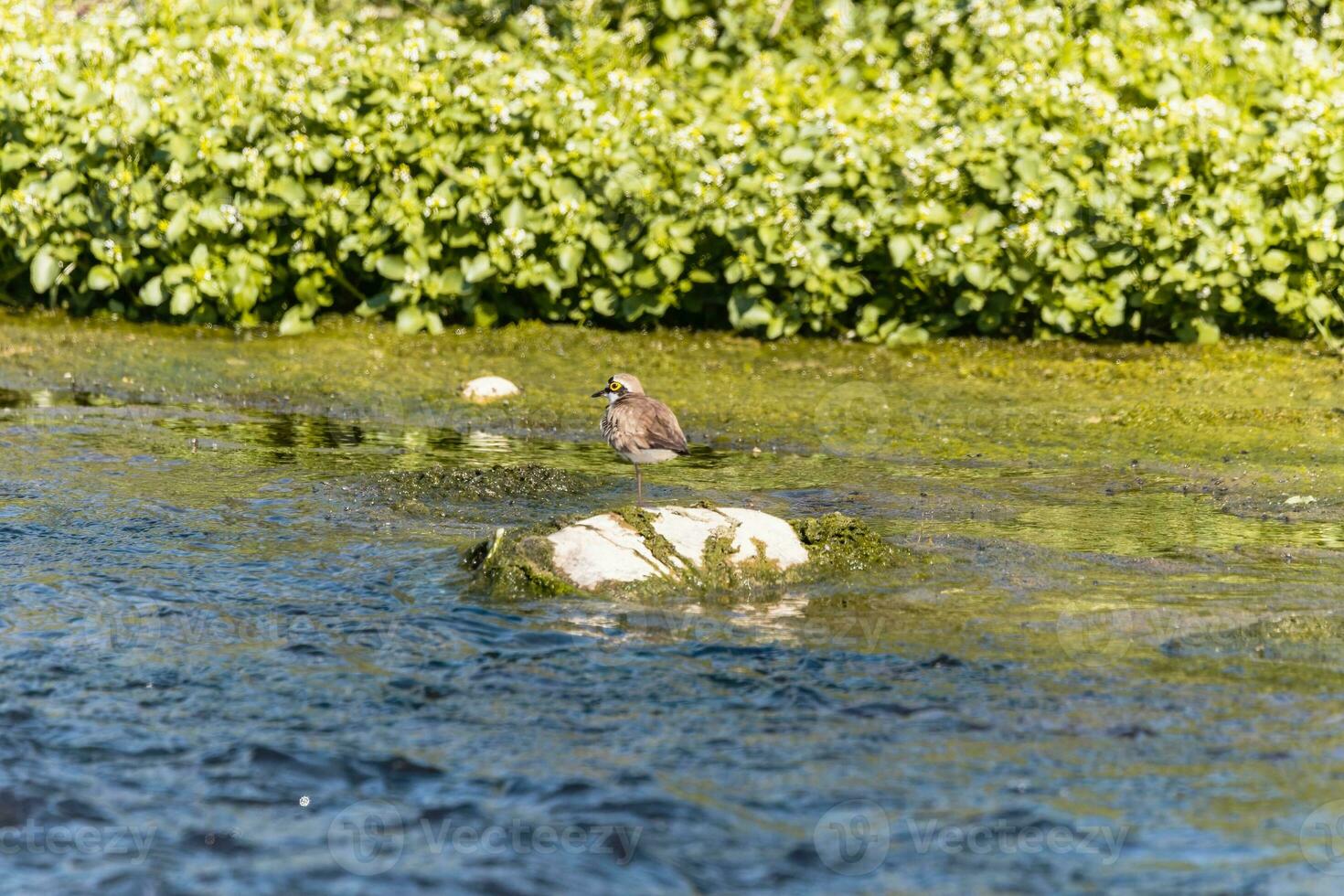 fågel - liten ringade pipare charadrius dubius i de vild foto