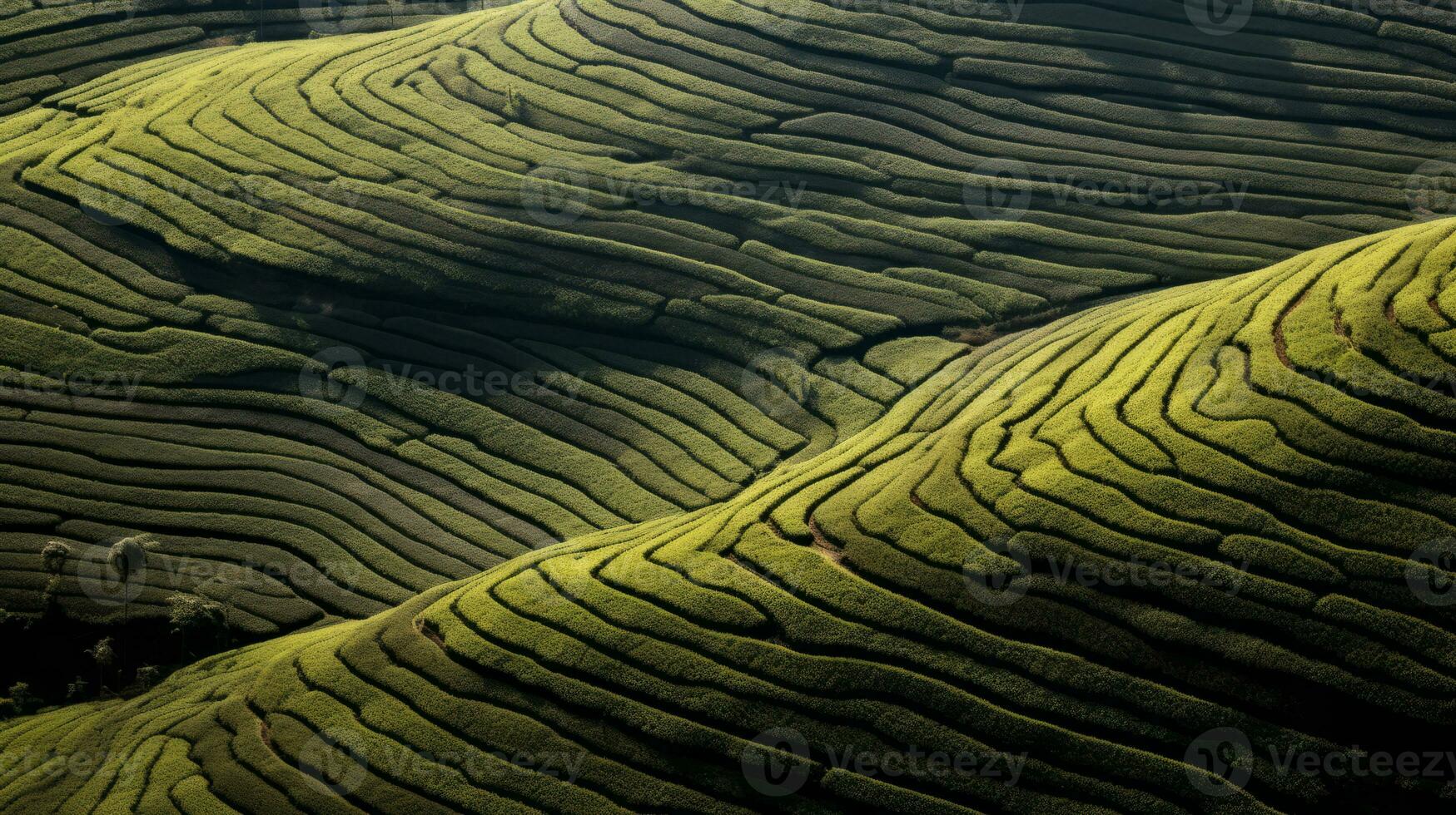 ai genererad grön te plantage, topp se textur foto