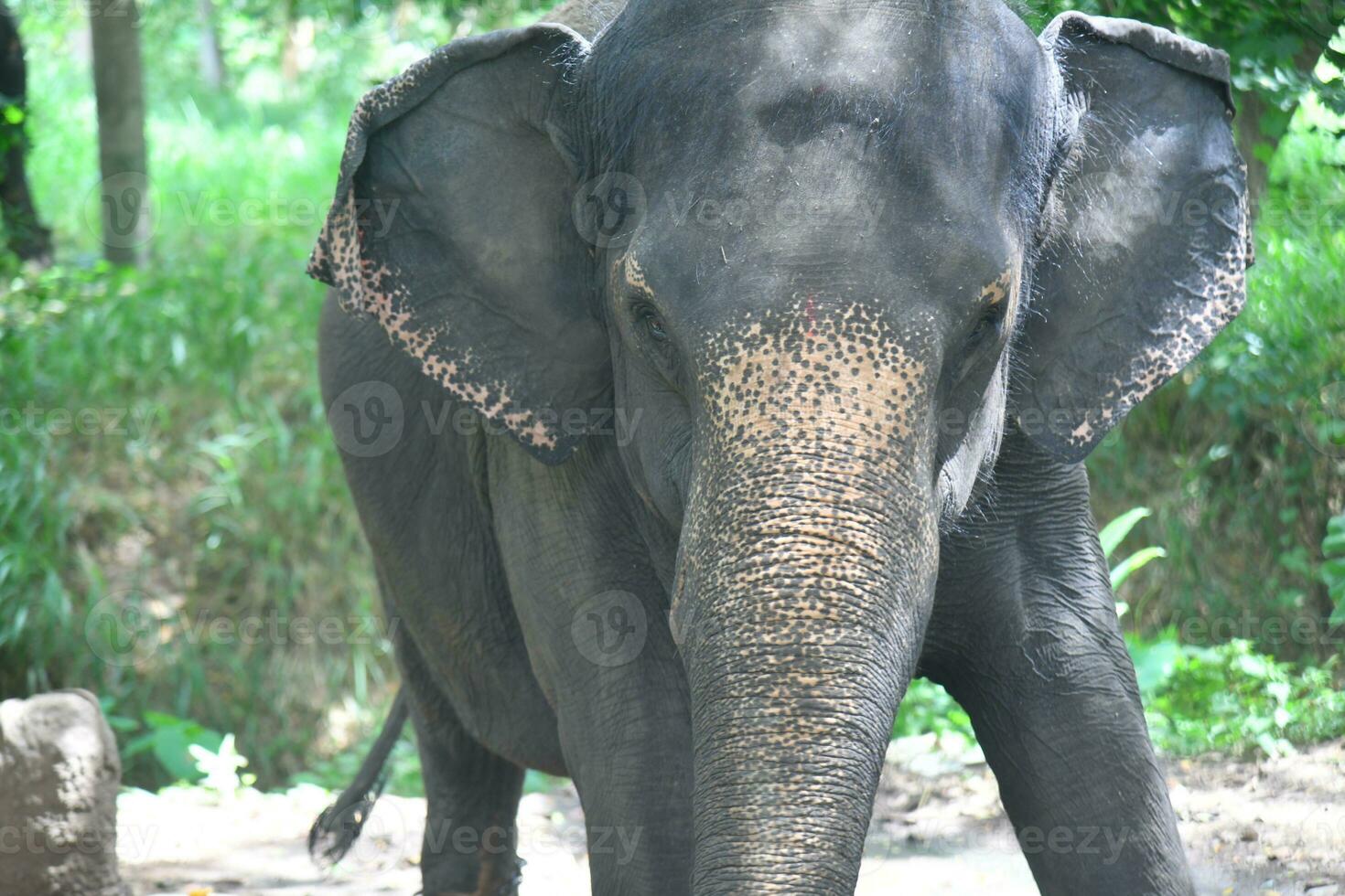 asiatisk elefanter på kerala elefant läger stock bilder. foto