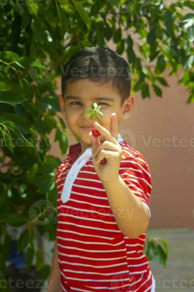 liten unge plockning körsbär från träd i trädgård. 6 år gammal mitten östra pojke plockar rå körsbär frukt. familj har roligt på skörda tid. foto