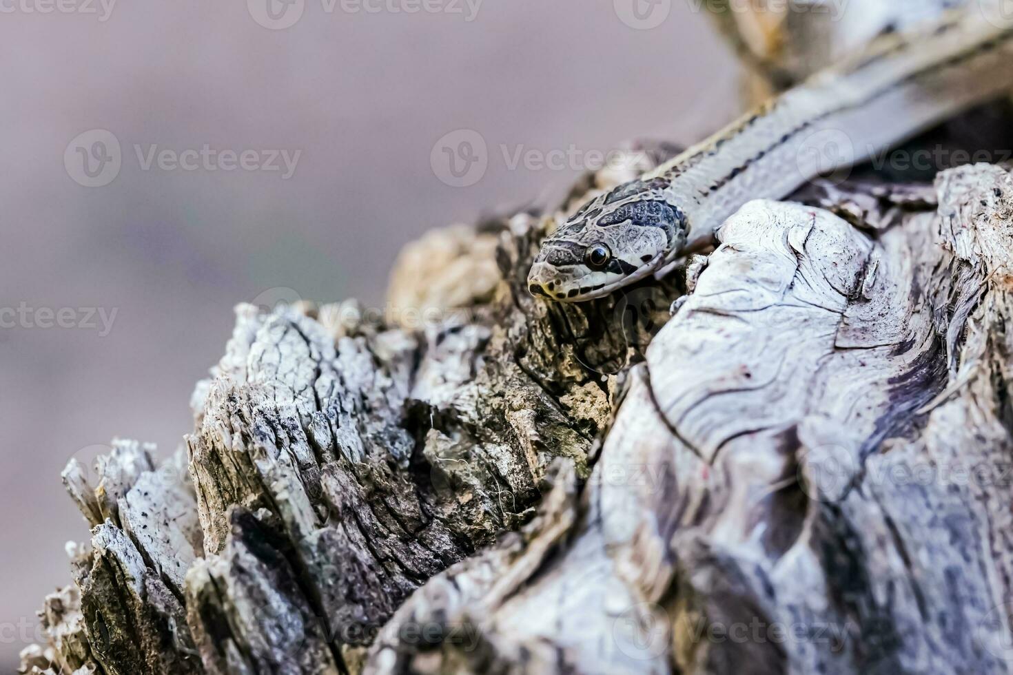 en små orm fotograferad på stänga räckvidd den är en plats den där kommer ut till hitta mat under de dagtid. vem är på risk av passande offer av små orm jägare. foto