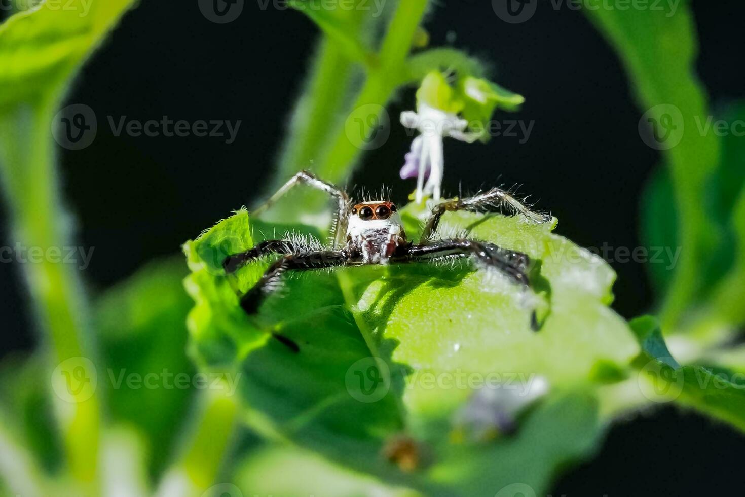 makro bild av en små Spindel väntar till fånga dess byte på en blad. foto