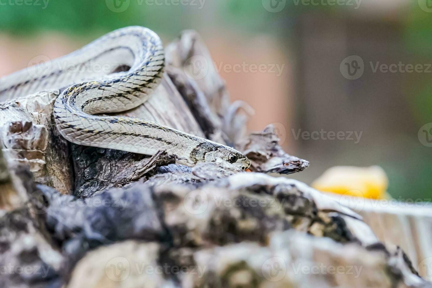 en små orm fotograferad på stänga räckvidd den är en plats den där kommer ut till hitta mat under de dagtid. vem är på risk av passande offer av små orm jägare. foto