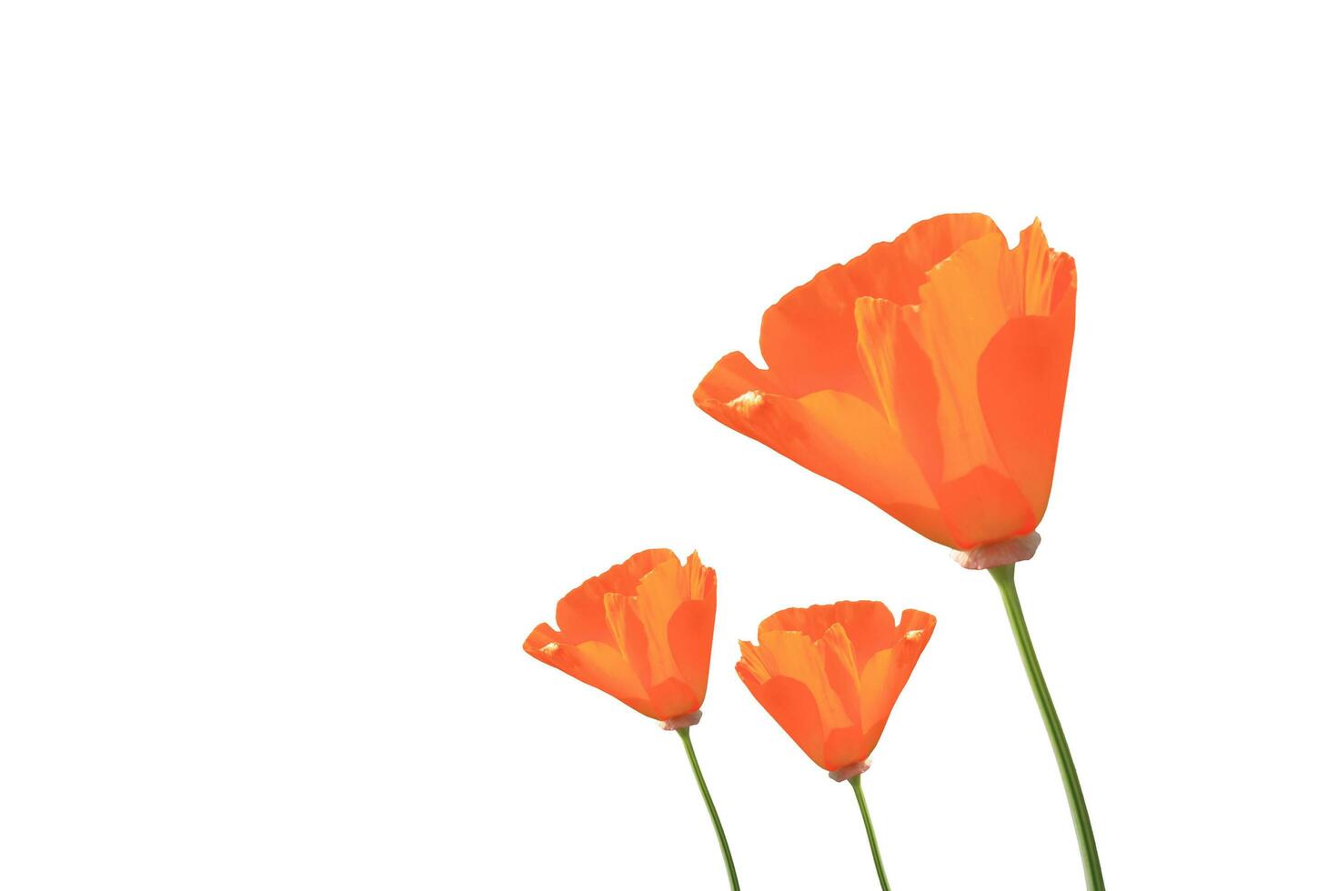 orange vallmo blommor foto