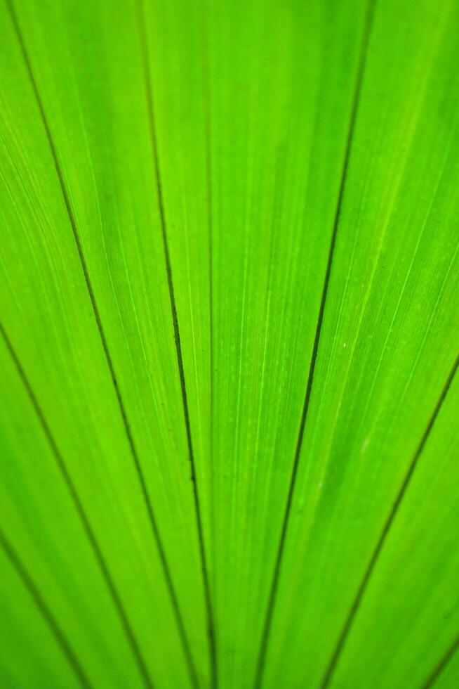 gröna blad bakgrund foto