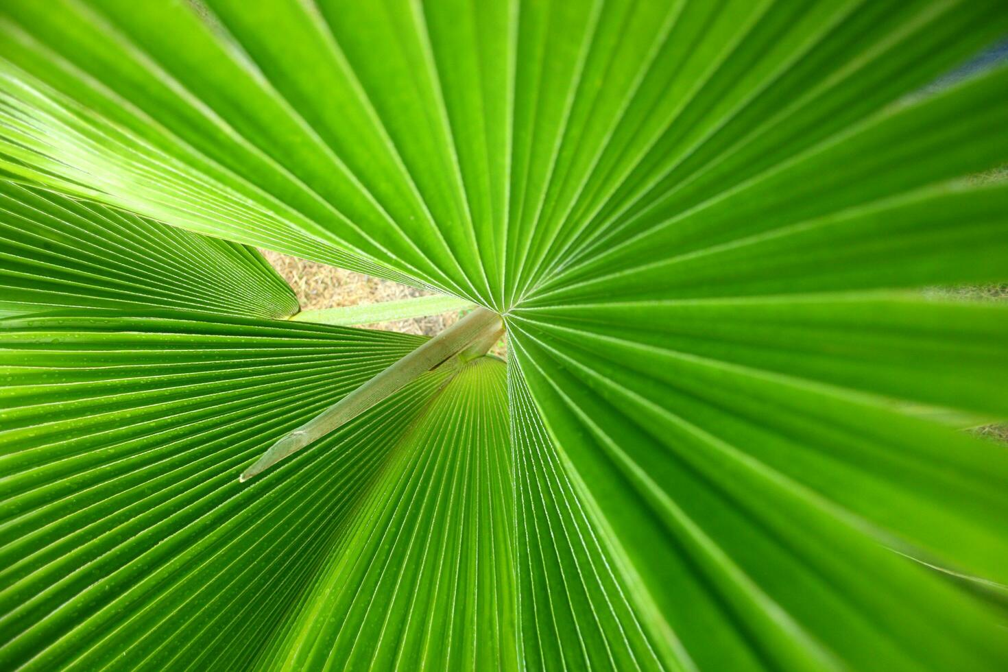 gröna blad bakgrund foto