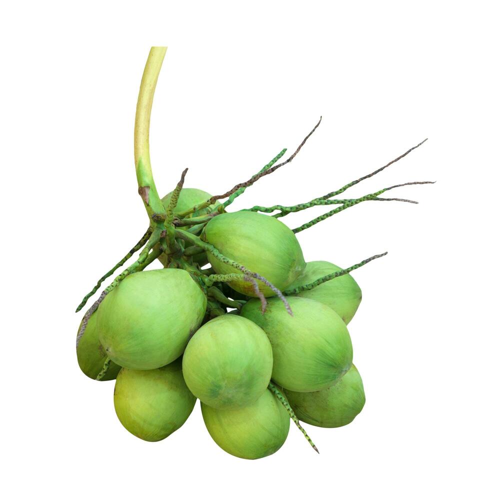 aromatisk grön kokos eller doftande kokos isolerat över vit foto