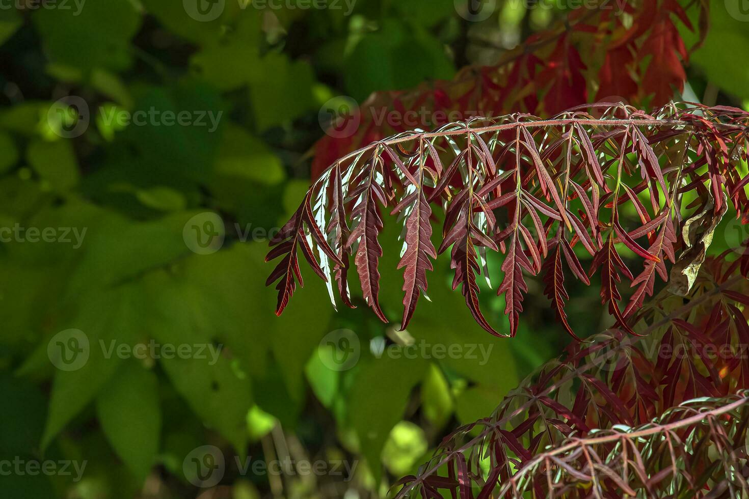 rhus tyfin i oktober. gul röd löv av staghorn sumak. rhus tyfin är en arter av blommande växter i de Anacardiaceae familj. foto