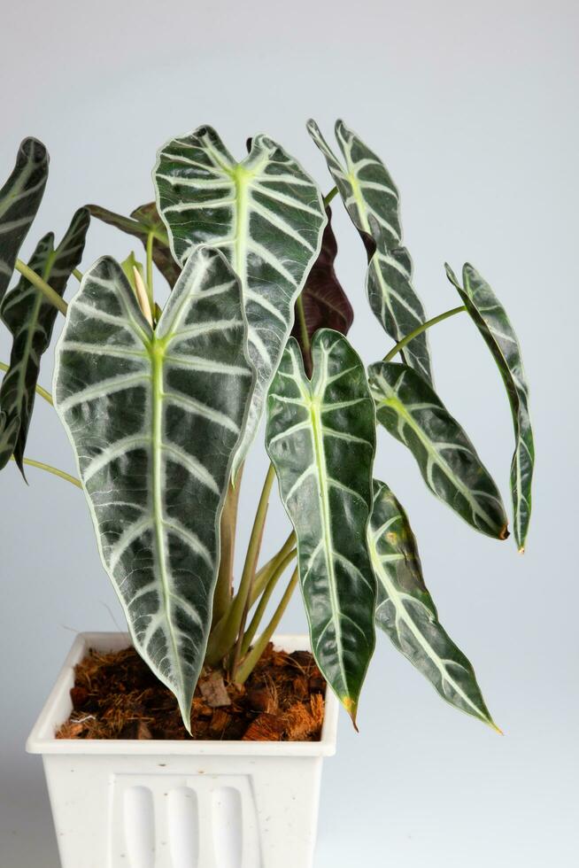 alocasia sanderiana är känd som kris växt eftersom av de likhet av dess blad kant till de vågig blad av de kalis dolk. den är en tropisk perenn, med skinande, v-form, och djupt flikad lämna. foto
