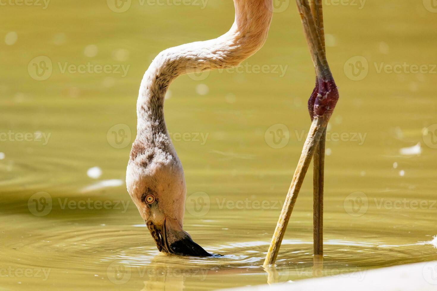 större flamingo. fågel och fåglar. vattenvärld och fauna. djurliv och zoologi. foto