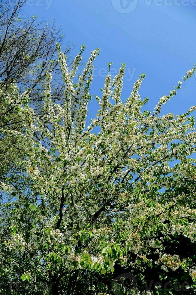 en träd med vit blommor mot en blå himmel foto