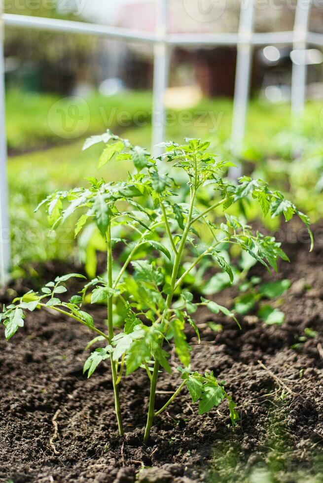 ung tomat plantor planterade i en trädgård säng inuti en växthus i en by i vår foto