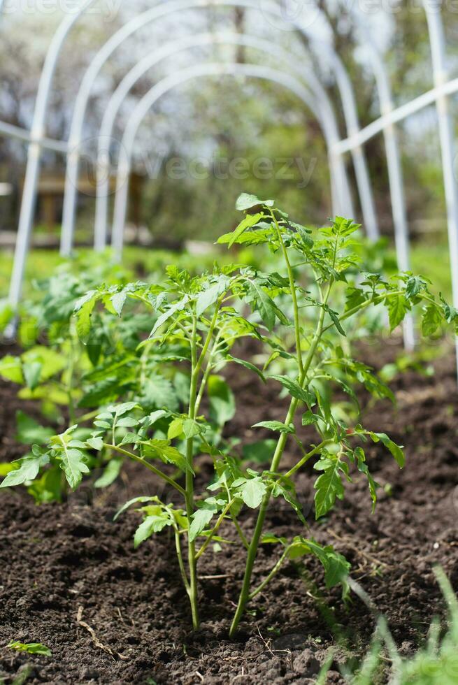 ung tomat plantor planterade i en trädgård säng inuti en växthus i en by i vår foto