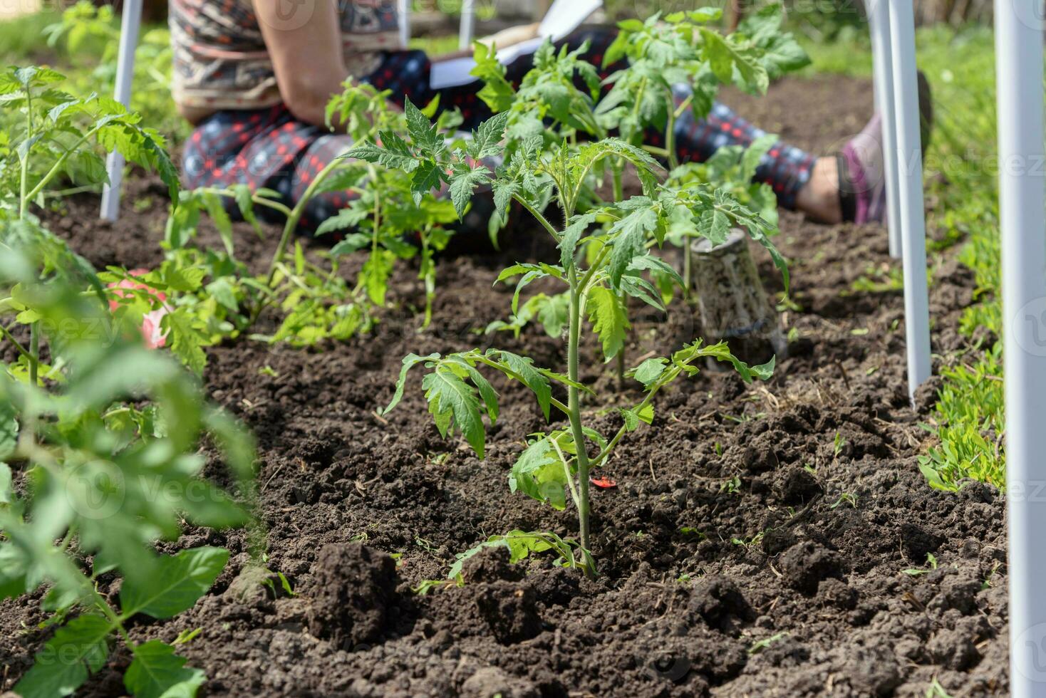 gammal kvinna skär plantor av tomater i de jord i de vår foto