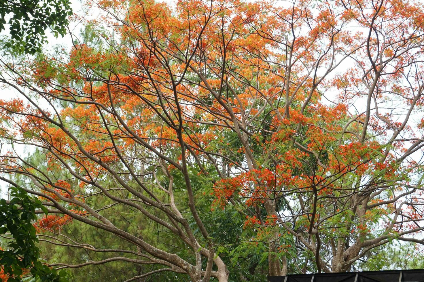 bakgrund av orange blommor av Caesalpinia pulcherrim träd, java, indonesien foto