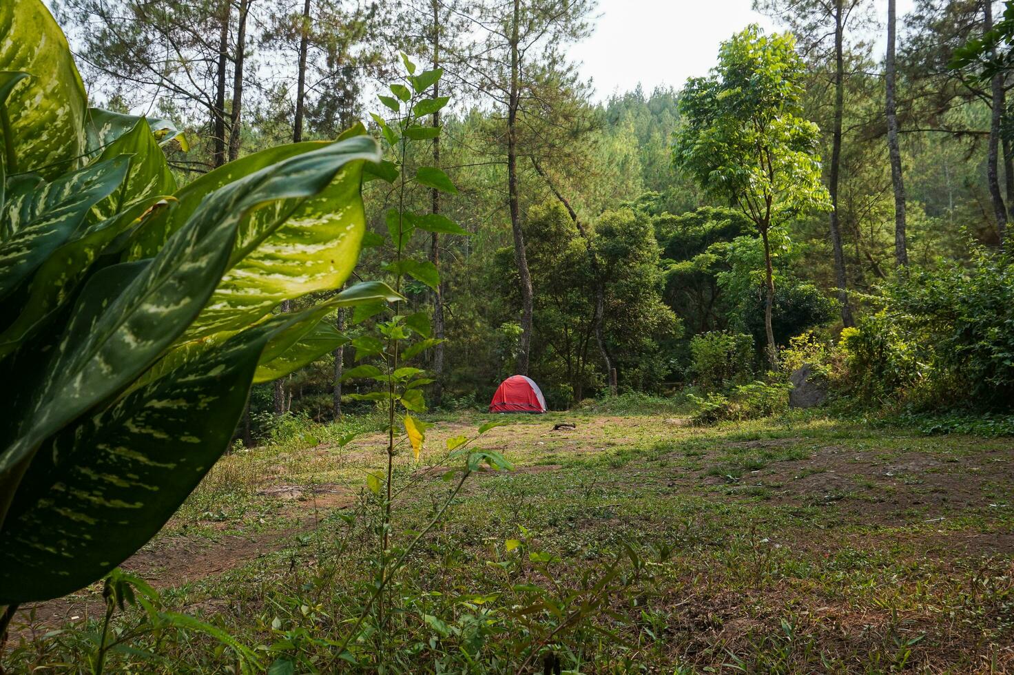 läger webbplats i de skog, campingplats på bedengan, öst java, indonesien foto