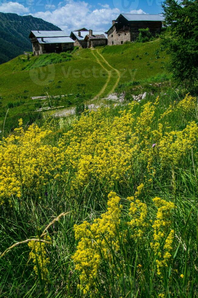 bois noir ceillac queyras i hautes alpes i Frankrike foto