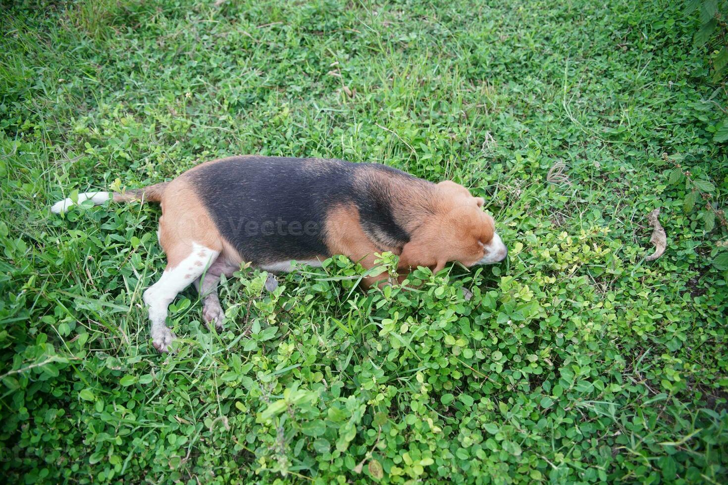 en söt beagle hund liggande ner på de grön gräs. foto