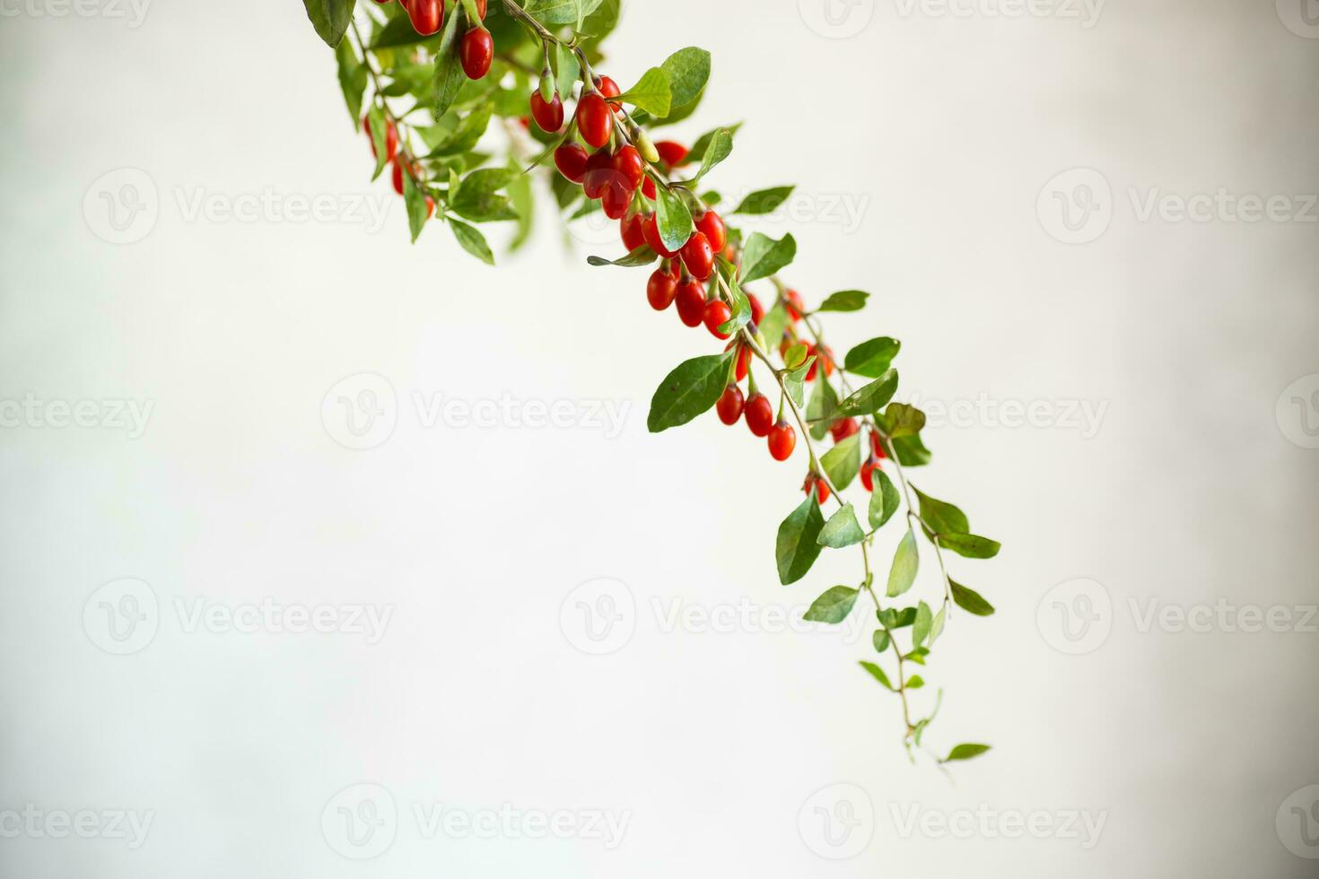 gren med mogen röd goji bär på grå bakgrund foto