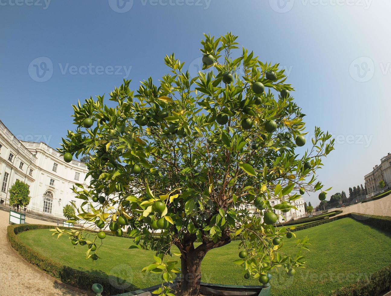 persiskt limeträd foto