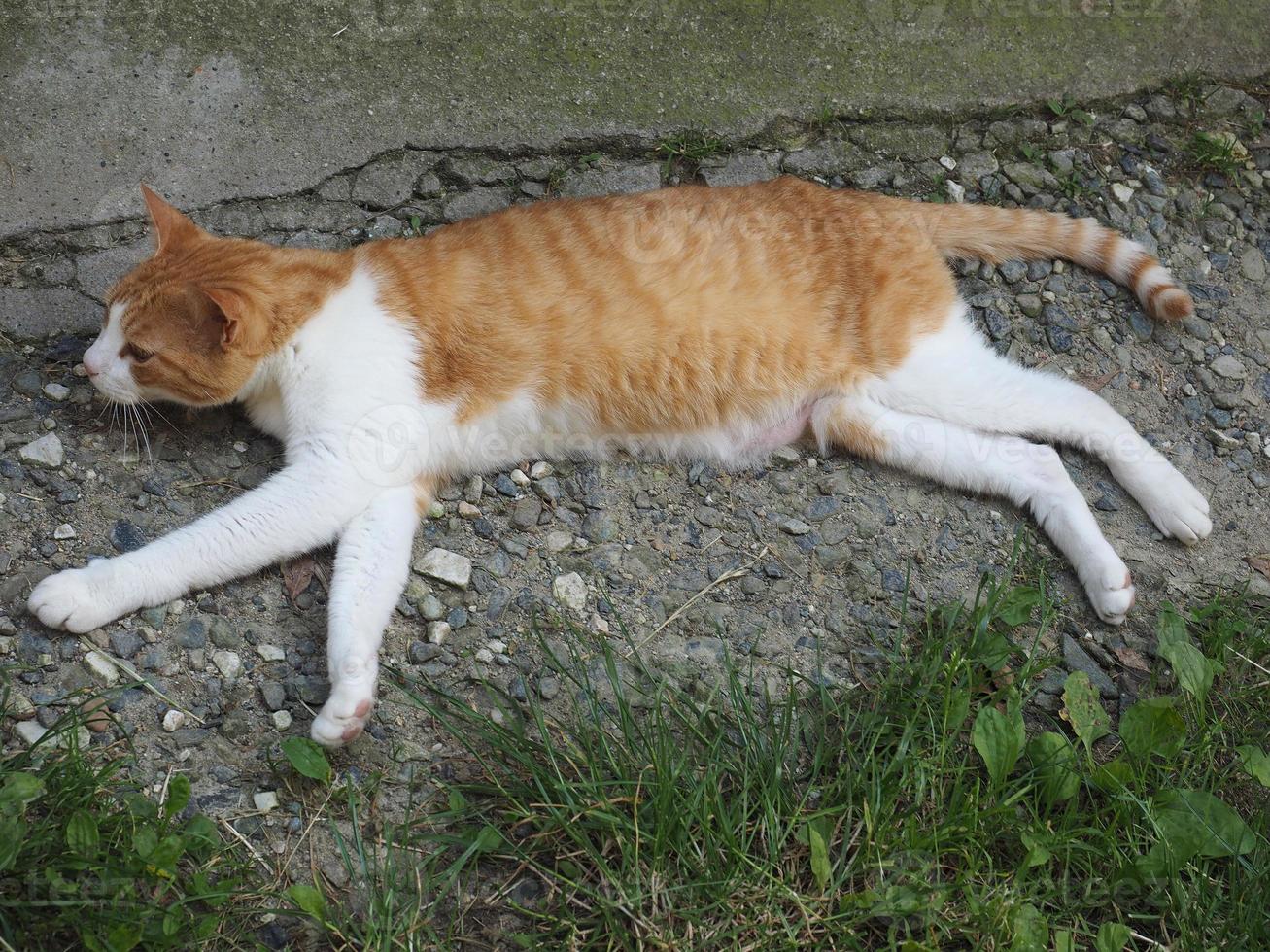 orange och vit tabby cat foto