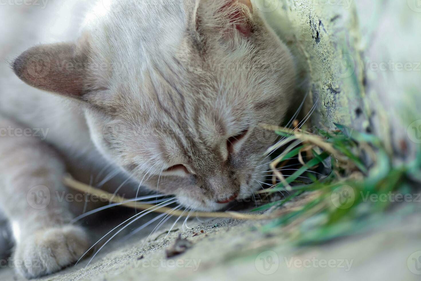 vit katt äter gräs på de promenad foto