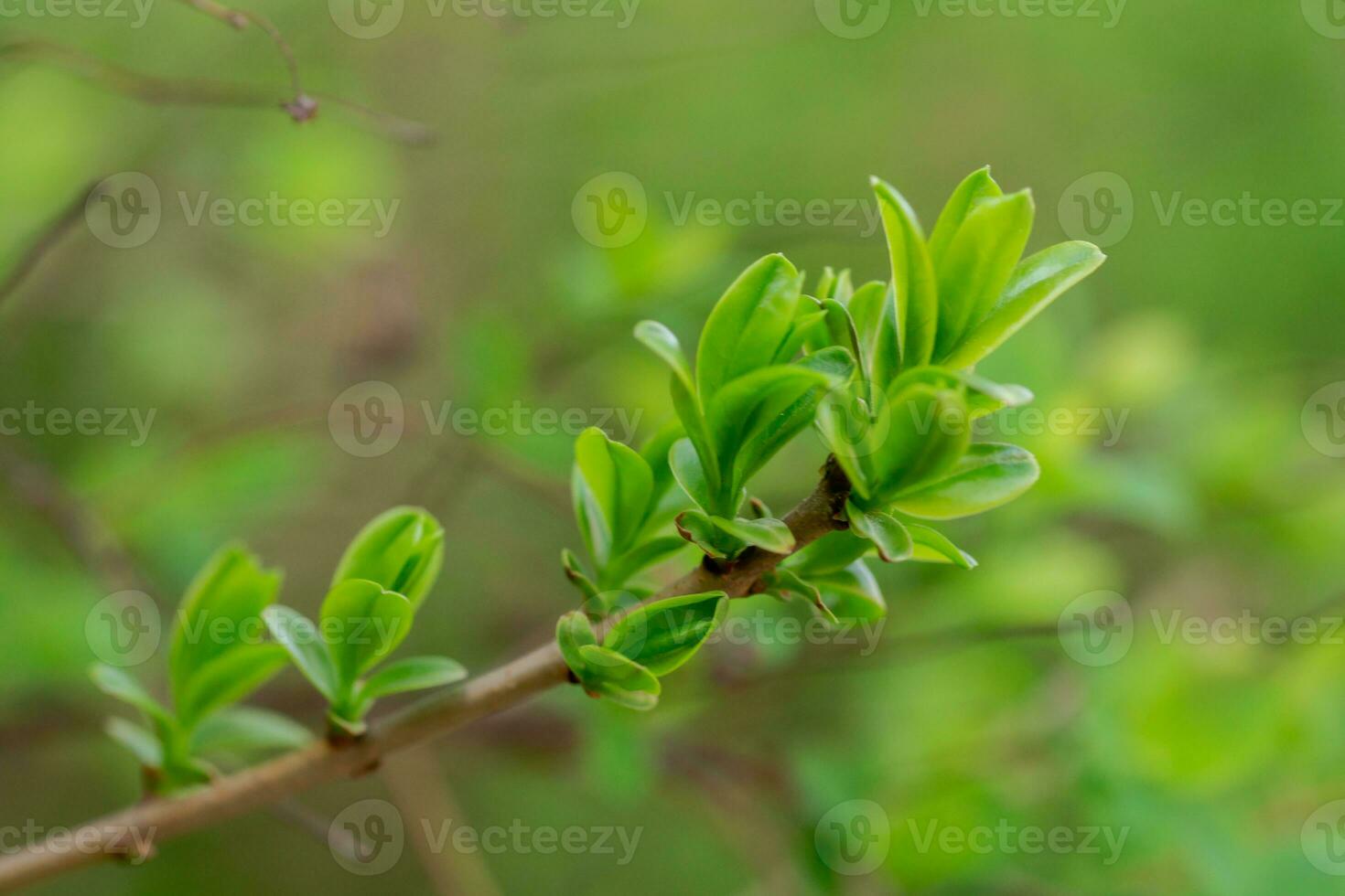 grenar med de först grön spirea löv i tidigt vår. växt utveckling efter glasera. springtime begrepp. foto