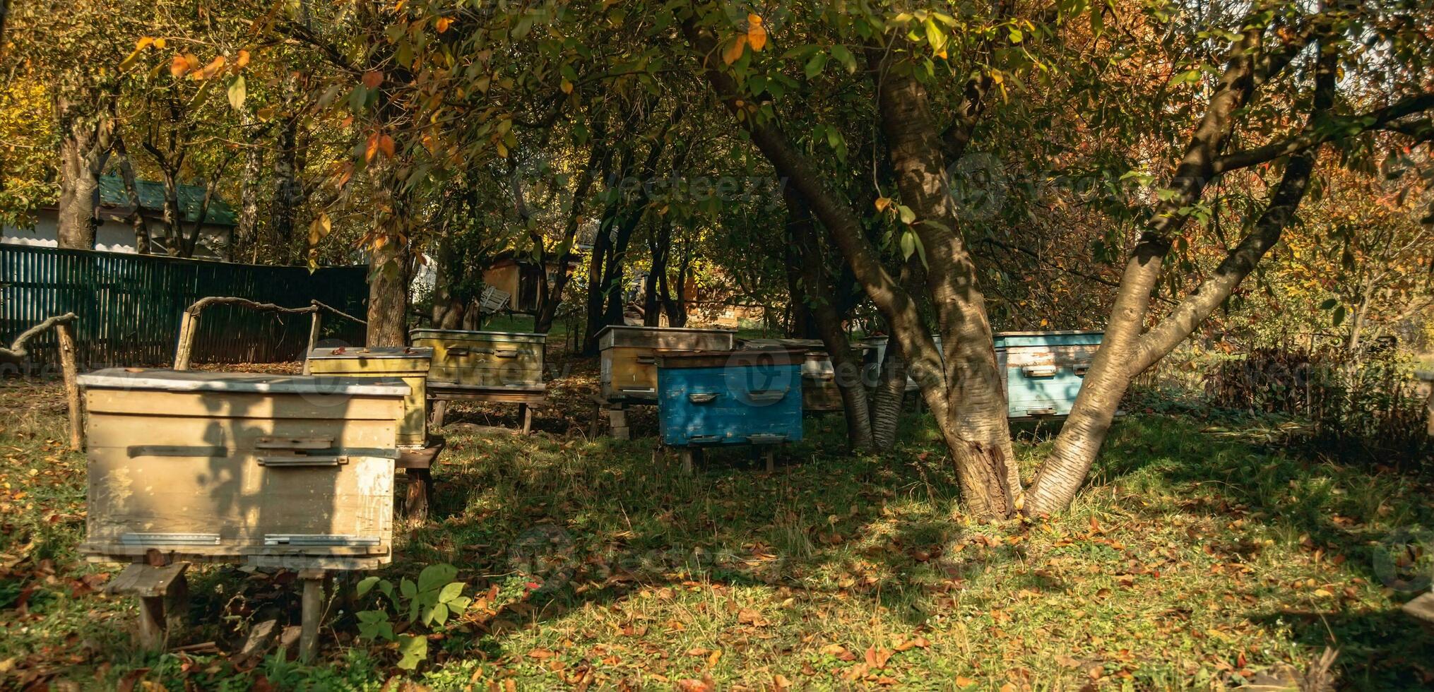 trä- bikupa enhet stående på höst i fruktträdgård inföding gräs runt om foto