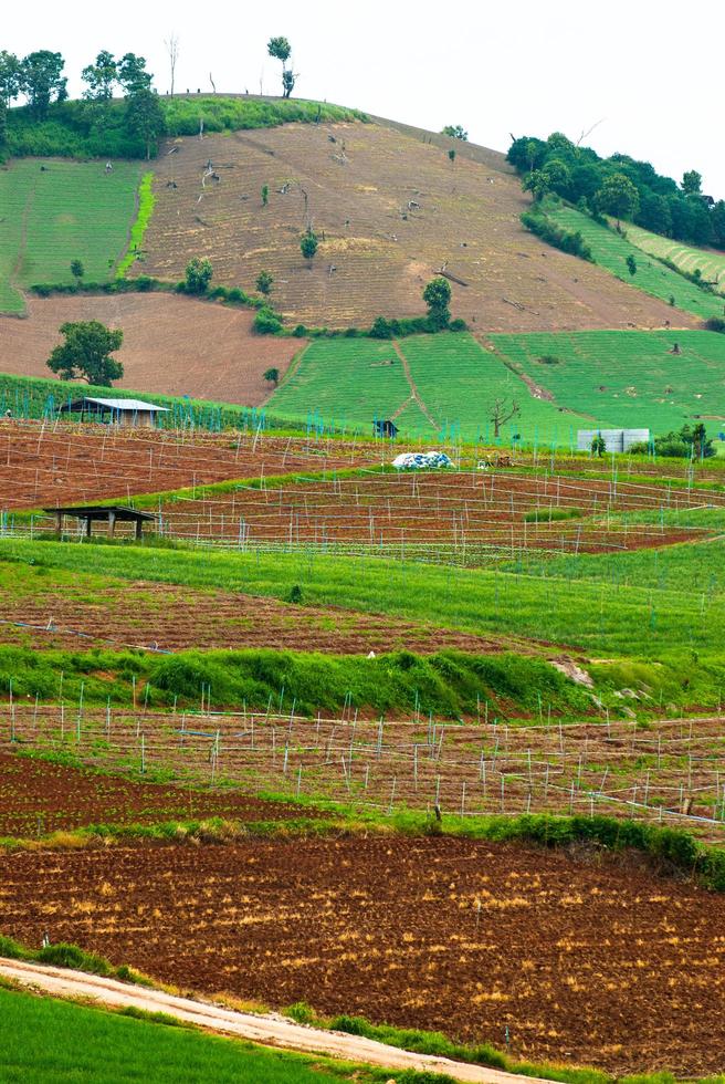 terrassrisfält i mae chaem -distriktet Chiang Mai, Thailand foto