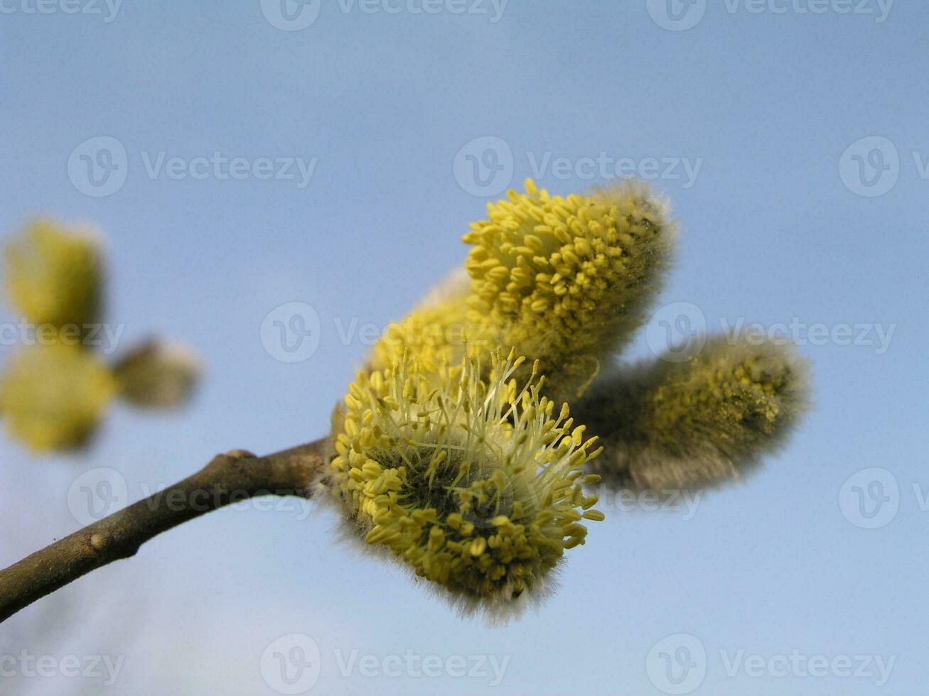 inte fluffig blomning blomställningar hängen järnek vide i tidigt vår innan de löv. honung växter ukraina. samla pollen från blommor. foto