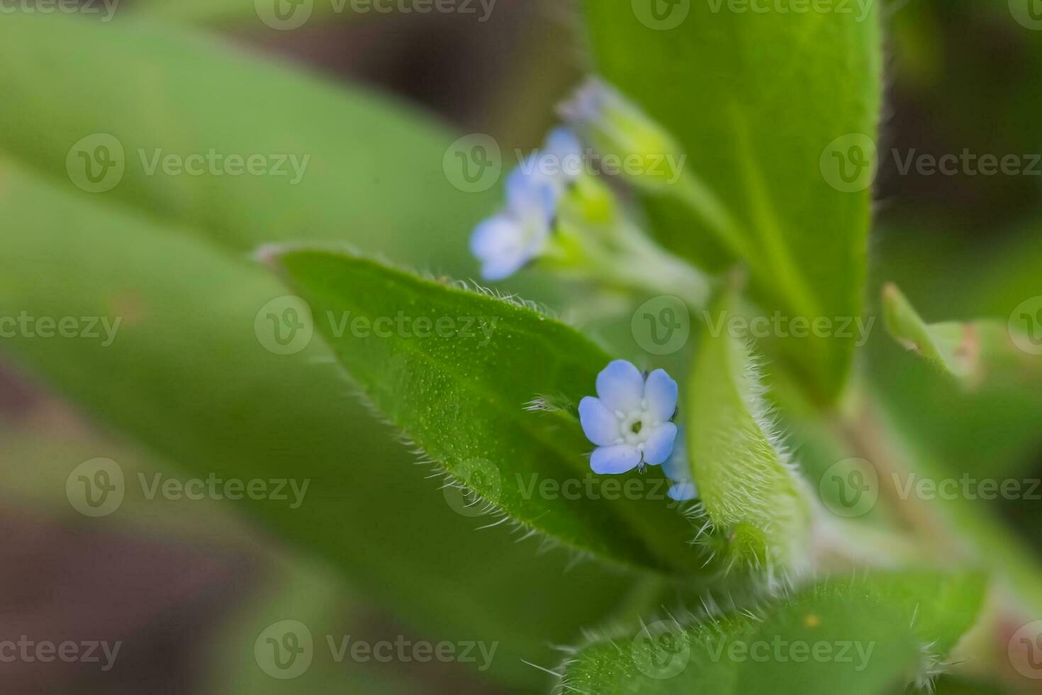 myosotis sparsiflora, glöm-mig-inte eller scorpion gräs små blå blommor med 5 kronblad och gul sert i de bakgrund av grön fluffig löv. foto