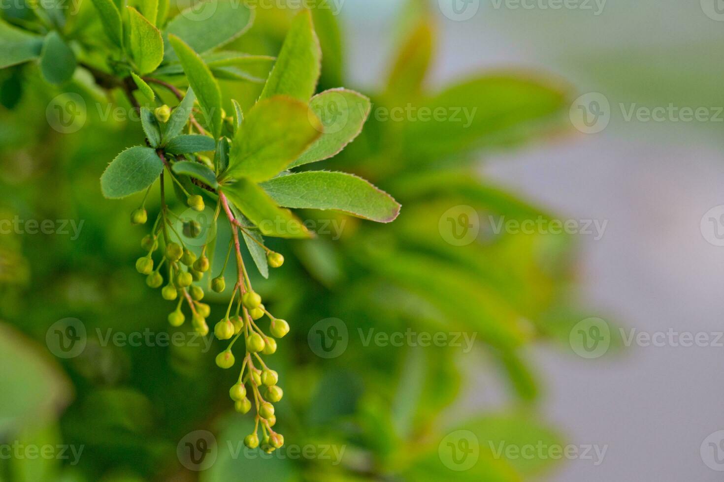 gren av europeisk berberis berberis vulgaris med blommor i vår. frukt träd med ung frukter. foto