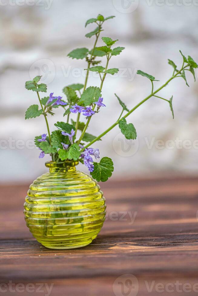 glechoma hederacea, markmurgröna, gäl-över-marken, krypande charlie, alehoof, tunhoof, kattfot, fält balsam, och run-away-robin, krypande jenny i en vas på de örtläkare tabell foto