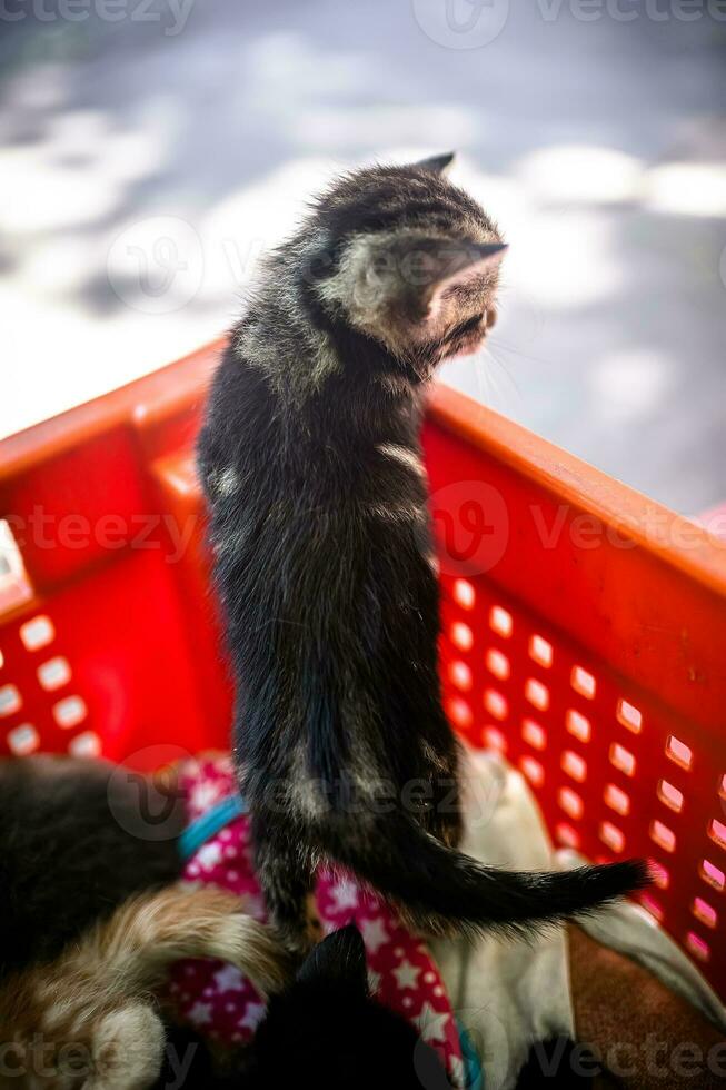 söt och övergiven kattungar hitta skydd i en plast låda. foto